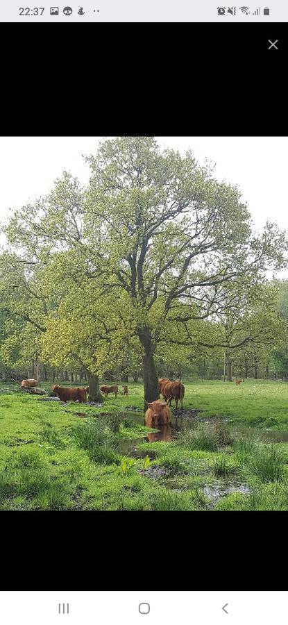 Hotel Caravan In Bosrijk Gebied Zuidlaren Zewnętrze zdjęcie